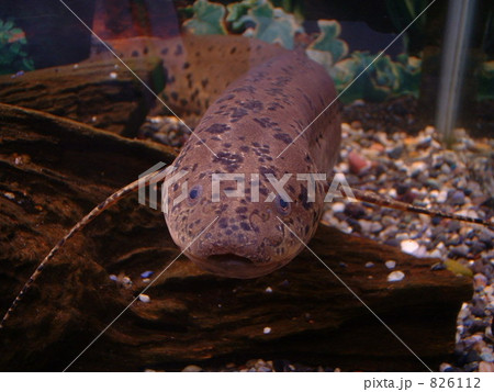 肺魚 肺魚 826112