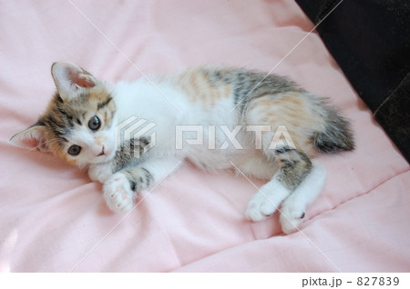 子猫ちゃん。。 827839