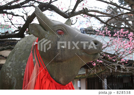京都・北野天満宮の牛の像 京都・北野天満宮の牛の像 828538