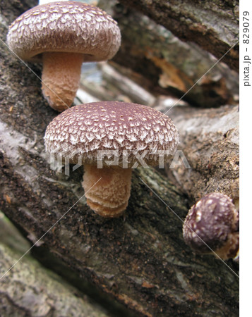 出たな椎茸 出たな椎茸 829079