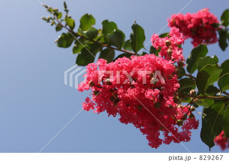 空に映える 829267