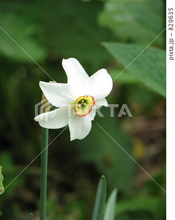 クチベニスイセン（口紅水仙） 829635