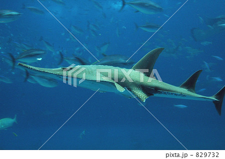 トンガリサカタザメ 829732