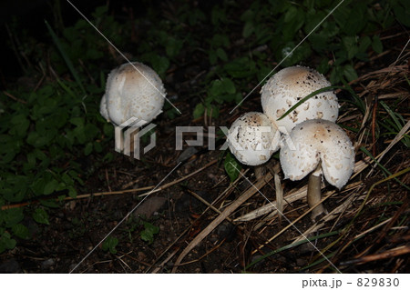 白い毒キノコ 829830