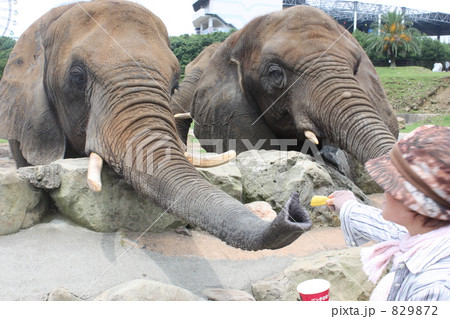 ぞうとおばあちゃん 829872