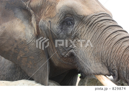 アフリカゾウ 829874