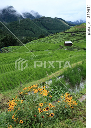 稲育つ丸山千枚田 829954