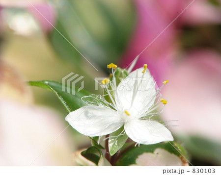 初雪露草(初冠雪、胡蝶の舞、トラディスカンチア、メイドンズブラッシュ) 初雪露草(初冠雪、胡蝶の舞、トラディスカンチア、メイドンズブラッシュ) 830103