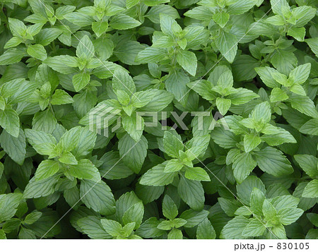 ハーブ「カラミンサ」 830105