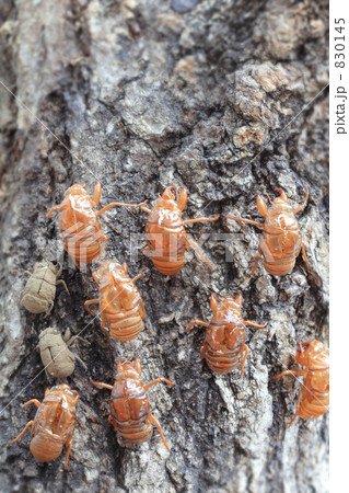 セミの抜け殻いっぱい 830145