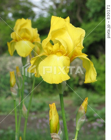 黄色のジャーマンアイリス 830171