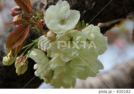 松前城　鬱金（うこん）の桜 830182