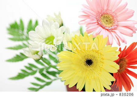 ガーベラ ガーベラ 830206