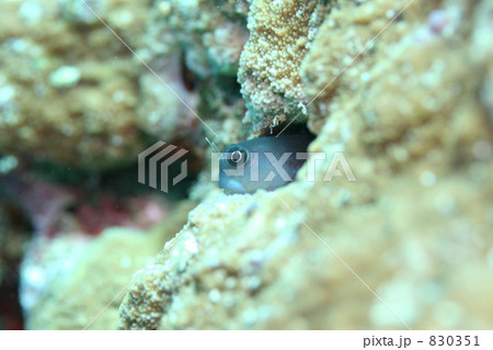 引きこもり 引きこもり 830351