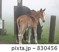 馬の親子 830456