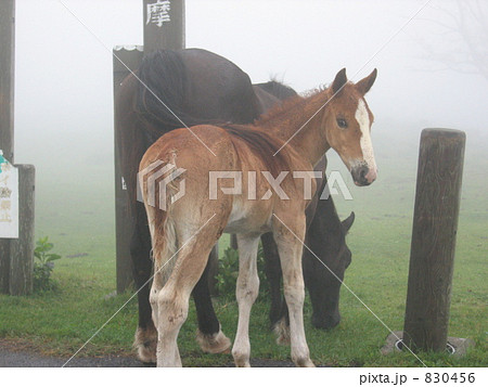 馬の親子 馬の親子 830456
