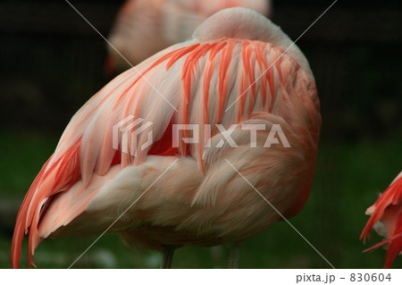 うっとりチリーフラミンゴ うっとりチリーフラミンゴ 830604