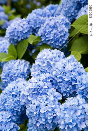 アジサイの花（神奈川県開成町） 830660