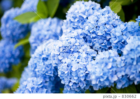 アジサイの花（神奈川県開成町） 830662
