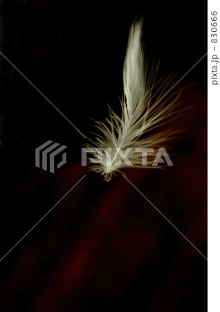 舞い降りる羽根 830666