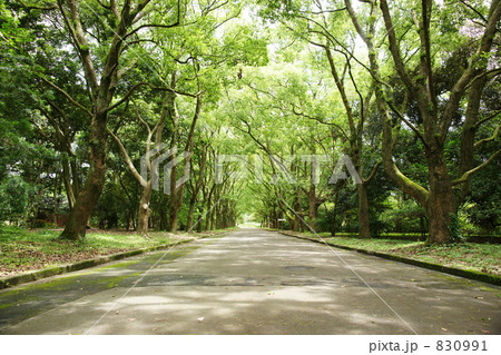 クスノキ並木 830991
