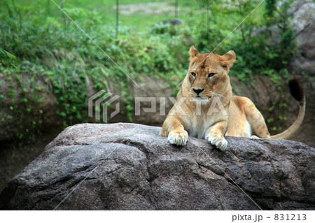 メスライオン 831213