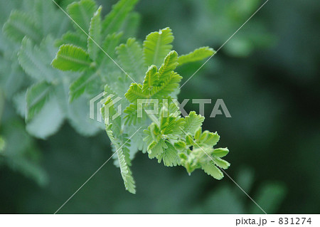 夏のミモザ 夏のミモザ 831274