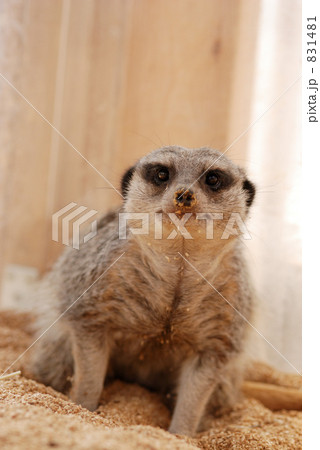 ミーアキャット 831481