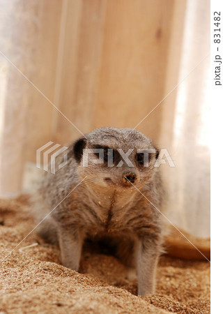 ミーアキャット 831482