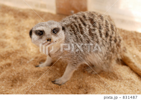 ミーアキャット 831487