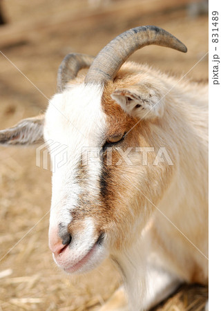 ヤギ 831489