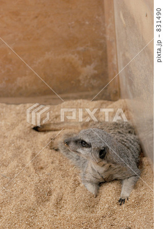 ミーアキャット 831490