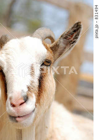 ヤギ 831494