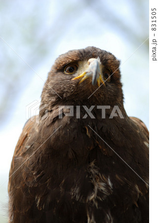 ハリスホーク 831505