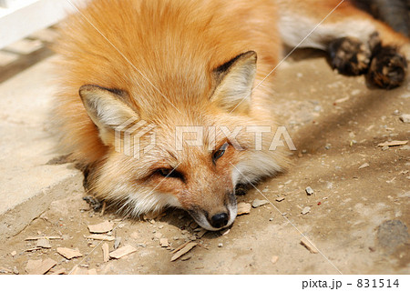 キツネ 831514
