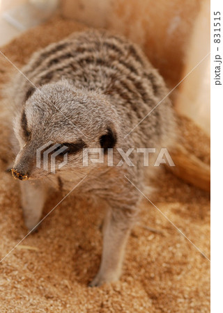 ミーアキャット 831515