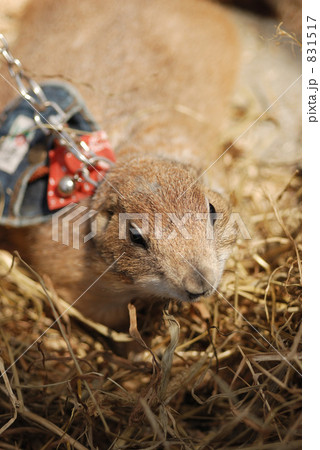 プレーリードッグ 831517