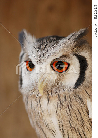 アフリカオオコノハズク 831518