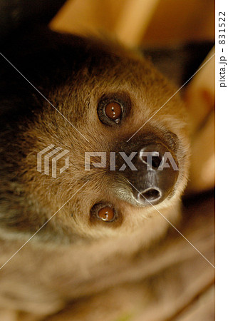 ナマケモノ 831522