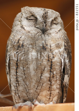 ヨーロッパコノハズク 831551