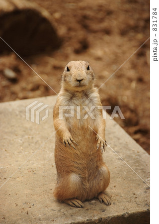 プレーリードッグ 831784