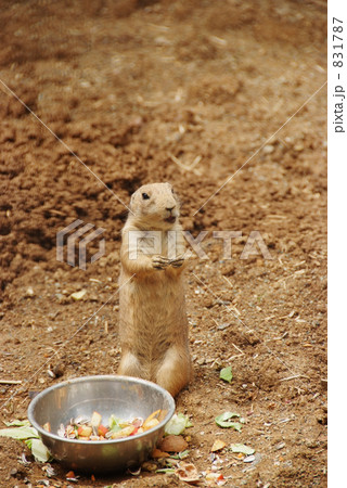 プレーリードッグ プレーリードッグ 831787