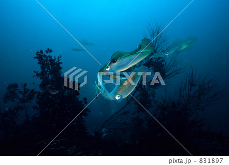 h-iz037 h-iz037 831897