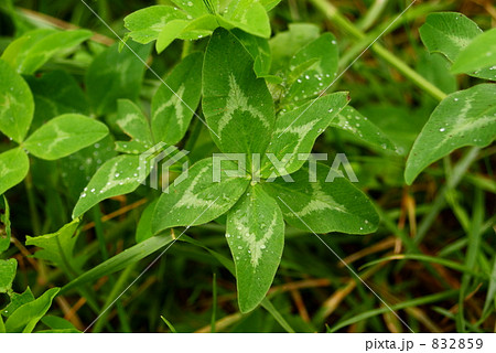 五つ葉 832859