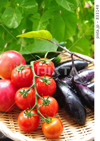 夏野菜　２ 833149