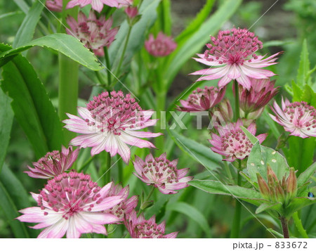 アストランティア・マヨール 833672