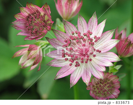 アストランティア・マヨール クローズアップ アストランティア・マヨール クローズアップ 833673