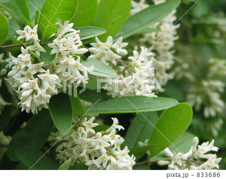 イボタの花 イボタの花 833686