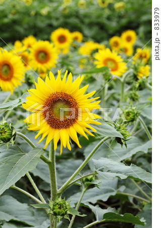 ヒマワリ　昭和記念公園　夏 833979