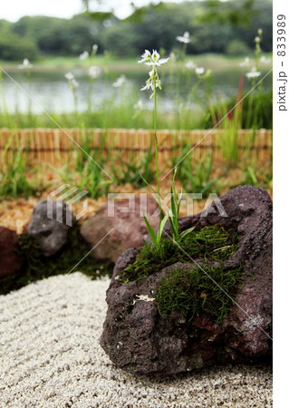 サギソウ　昭和記念公園　夏 833989